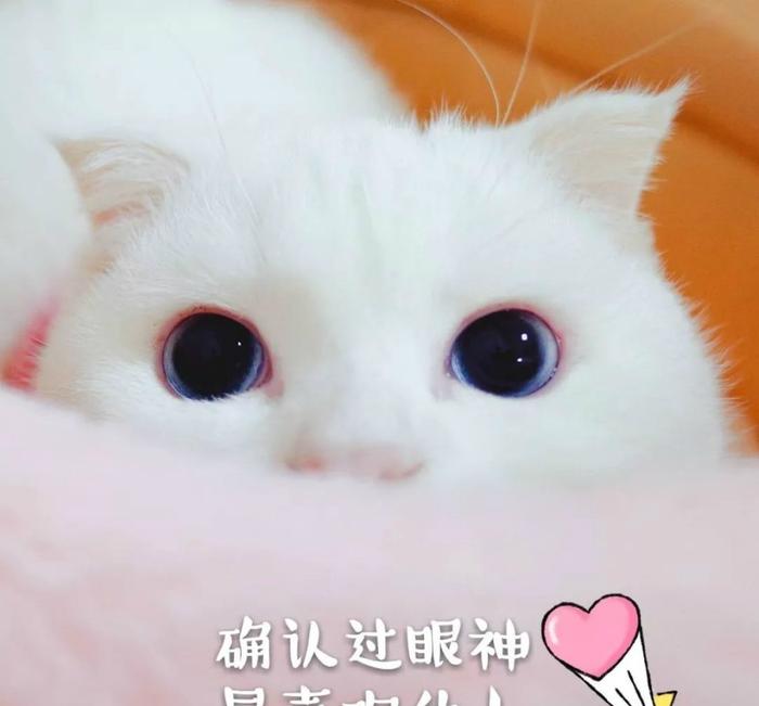 移动猫自动重启：揭秘背后的原因